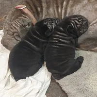 SATIN BLACK GIRL, a female Chinese Shar-Pei for sale in West Palm Beach, FL – 9 of 10