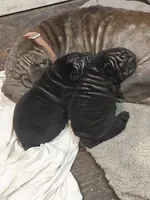 processed/e7463614-59ac-484f-804f-a3ea196990cd/listing/c5194221-a6ff-47b4-9883-d2a065869981/de38170b-9bd8-452b-8d18-34eb424290b1