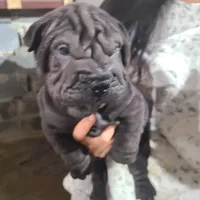 SATIN BLACK GIRL, a female Chinese Shar-Pei for sale in West Palm Beach, FL – 8 of 10