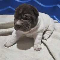 By color girl, a female Chinese Shar-Pei for sale in West Palm Beach, FL – 8 of 10