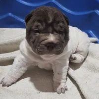 By color girl, a female Chinese Shar-Pei for sale in West Palm Beach, FL – 10 of 10
