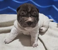 processed/e7463614-59ac-484f-804f-a3ea196990cd/listing/d88f3527-5195-4c92-a3d4-6ee6f408cf17/306c1c31-79f5-44cd-bd65-9ffe3c2c2c3b