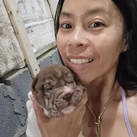 By color girl, a female Chinese Shar-Pei for sale in West Palm Beach, FL – 2 of 10