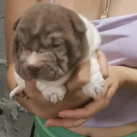By color girl, a female Chinese Shar-Pei for sale in West Palm Beach, FL – 6 of 10