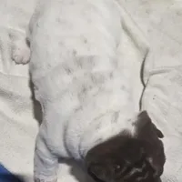 By color girl, a female Chinese Shar-Pei for sale in West Palm Beach, FL – 3 of 10