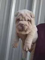 Cream girl , a male Chinese Shar-Pei for sale in West Palm Beach, FL – 4 of 10