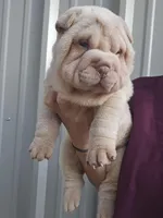 Cream girl , a male Chinese Shar-Pei for sale in West Palm Beach, FL – 6 of 10