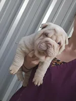 Cream girl , a male Chinese Shar-Pei for sale in West Palm Beach, FL – 8 of 10