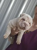 Cream girl , a male Chinese Shar-Pei for sale in West Palm Beach, FL – 2 of 10