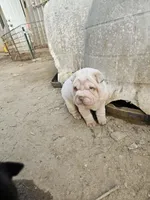 Cream girl , a male Chinese Shar-Pei for sale in West Palm Beach, FL – 5 of 10