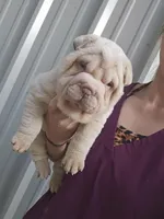 Cream girl , a male Chinese Shar-Pei for sale in West Palm Beach, FL – 9 of 10