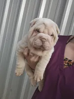 Cream girl , a male Chinese Shar-Pei for sale in West Palm Beach, FL – 3 of 10
