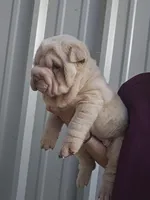 Cream girl , a male Chinese Shar-Pei for sale in West Palm Beach, FL – 7 of 10