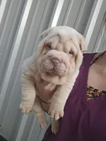 Cream girl , a male Chinese Shar-Pei for sale in West Palm Beach, FL – 10 of 10