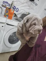 Blue girl, a male Chinese Shar-Pei for sale in West Palm Beach, FL – 2 of 10