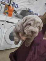 Blue girl, a male Chinese Shar-Pei for sale in West Palm Beach, FL – 3 of 10