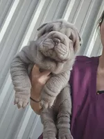 Blue girl, a male Chinese Shar-Pei for sale in West Palm Beach, FL – 6 of 10