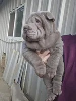 Blue girl, a male Chinese Shar-Pei for sale in West Palm Beach, FL – 10 of 10