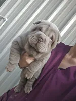 Blue girl, a male Chinese Shar-Pei for sale in West Palm Beach, FL – 7 of 10