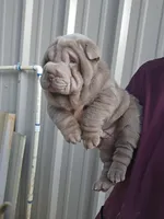 Blue girl, a male Chinese Shar-Pei for sale in West Palm Beach, FL – 9 of 10