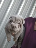 Blue girl, a male Chinese Shar-Pei for sale in West Palm Beach, FL – 4 of 10