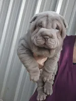 Blue girl, a male Chinese Shar-Pei for sale in West Palm Beach, FL – 8 of 10