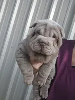Blue girl, a male Chinese Shar-Pei for sale in West Palm Beach, FL – 5 of 10