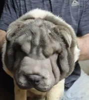 Bicolor boy, a male Chinese Shar-Pei for sale in West Palm Beach, FL – 10 of 10