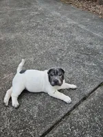 Bicolor boy, a male Chinese Shar-Pei for sale in West Palm Beach, FL – 8 of 10