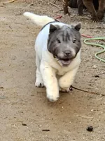 Bicolor boy, a male Chinese Shar-Pei for sale in West Palm Beach, FL – 5 of 10