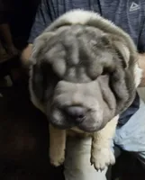 Bicolor boy, a male Chinese Shar-Pei for sale in West Palm Beach, FL – 9 of 10