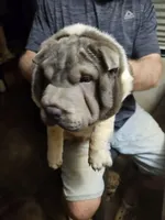 Bicolor boy, a male Chinese Shar-Pei for sale in West Palm Beach, FL – 2 of 10