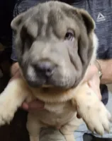 Bicolor boy, a male Chinese Shar-Pei for sale in West Palm Beach, FL – 4 of 10