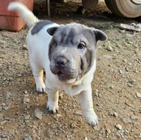 Bicolor boy, a male Chinese Shar-Pei for sale in West Palm Beach, FL – 1 of 10