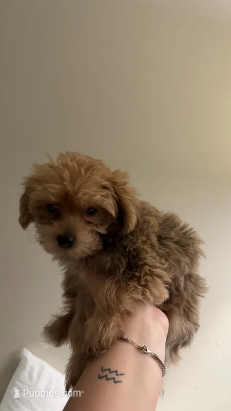 Yorkipoo – Yorkipoo puppy for sale in Worcester, MA