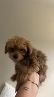 Yorkipoo, a female Yorkipoo for sale in Worcester, MA – 1 of 2
