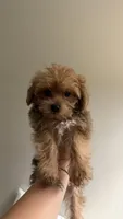 Yorkipoo, a female Yorkipoo for sale in Worcester, MA – 2 of 2