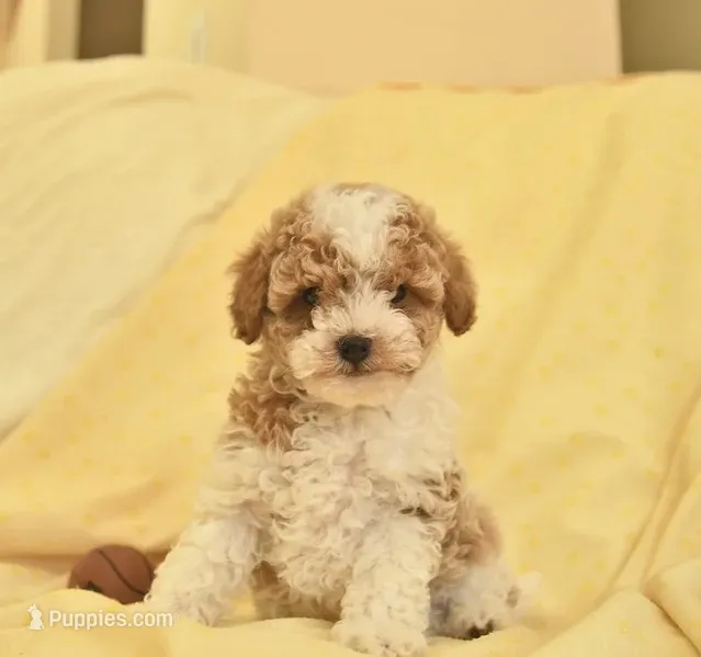 Toy poodle  – Poodle - Toy  puppy for sale in Worcester, MA