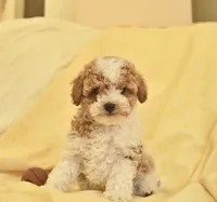 Toy poodle , a male Poodle - Toy  for sale in Worcester, MA – 1 of 1