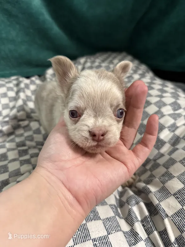 Rex – French Bulldog puppy for sale in Lake Placid, FL