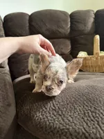 Ginny Jr, a female French Bulldog for sale in Lake Placid, FL – 7 of 9