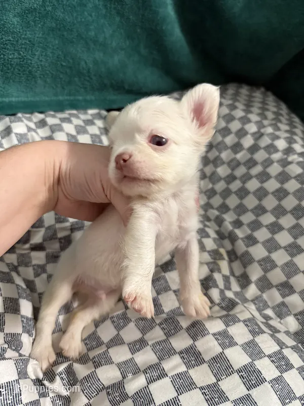 Jack Frost – French Bulldog puppy for sale in Lake Placid, FL