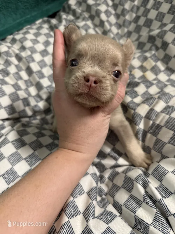 Hershey – French Bulldog puppy for sale in Lake Placid, FL