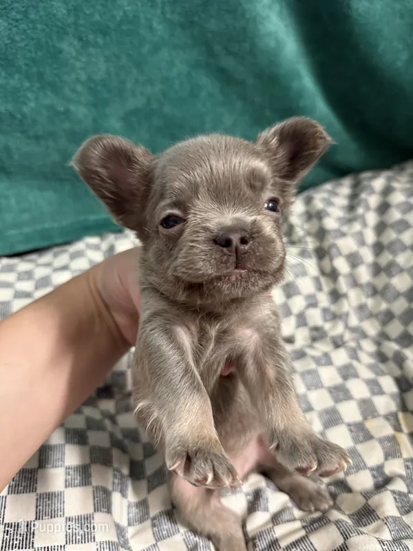 Kong – French Bulldog puppy for sale in Lake Placid, FL