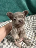 Kong, a male French Bulldog for sale in Lake Placid, FL – 1 of 5