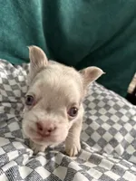 Rex, a male French Bulldog for sale in Lake Placid, FL – 4 of 9