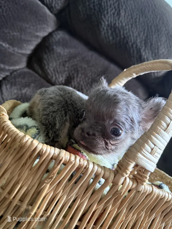 Jayda – French Bulldog puppy for sale in Lake Placid, FL