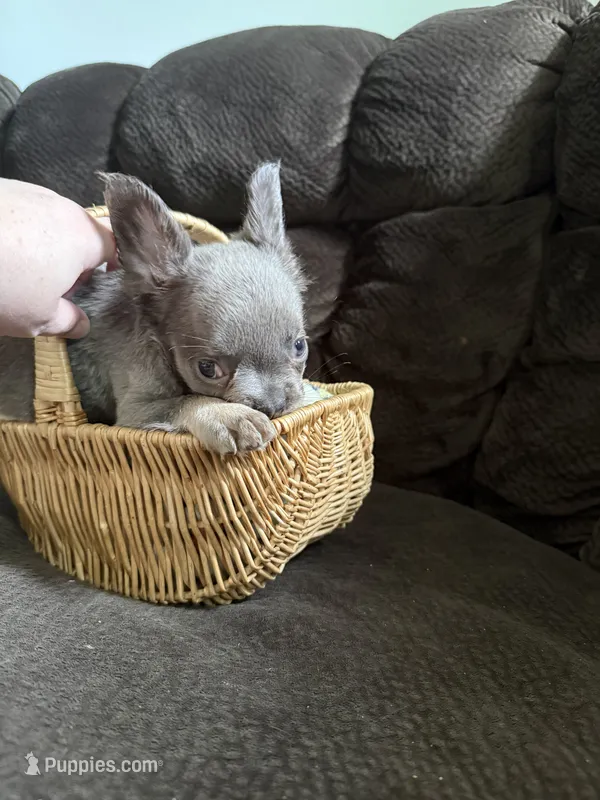 Kong – French Bulldog puppy for sale in Lake Placid, FL