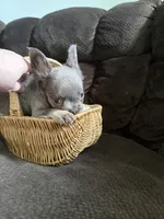 Kong, a male French Bulldog for sale in Lake Placid, FL – 1 of 8
