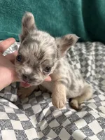 Ginny Jr, a female French Bulldog for sale in Lake Placid, FL – 2 of 5